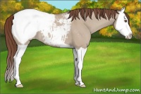 Horse Color:Classic Champagne Dun Splash Snowcap 