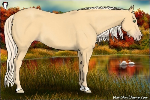 Horse Color:Gold Cream Champagne 