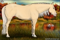 Horse Color:Gold Cream Champagne