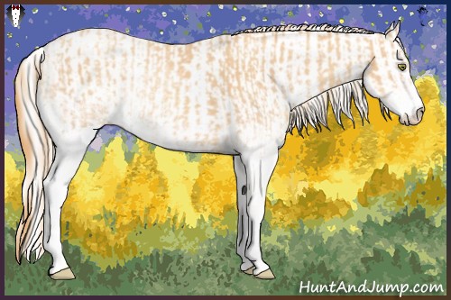 Horse Color:White Spotted Gold Champagne and Cremello
