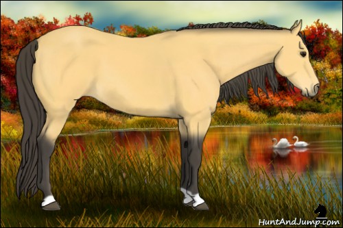 Horse Color:Buckskin 