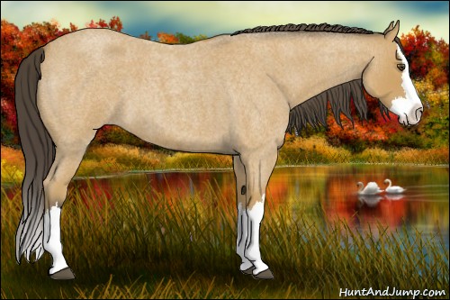 Horse Color:Buckskin Roan Splash 