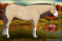 Horse Color:Buckskin Roan Splash 