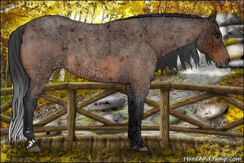 Horse Color:Bay Ice Roan Sabino