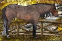 Horse Color:Bay Ice Roan Sabino