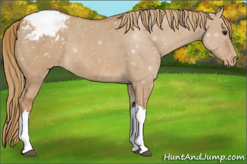 Horse Color:Red Dun Appaloosa Rabicano 