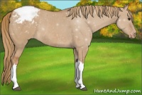 Horse Color:Red Dun Appaloosa Rabicano 