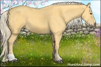 Horse Color:Palomino  and Palomino 