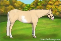 Horse Color:White Spotted Gold Cream Champagne Splash 