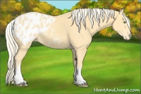 Horse Color:White Spotted Gold Cream Champagne Appaloosa 