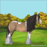Horse Color:Bay Dun Splash Tobiano 