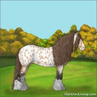 Horse Color:Bay Dun Splash Appaloosa 