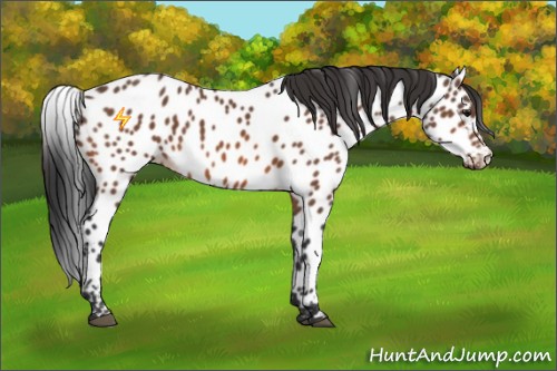 Horse Color:Bay Near Leopard