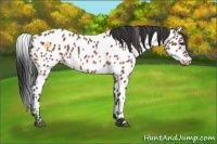 Horse Color:Bay Appaloosa 