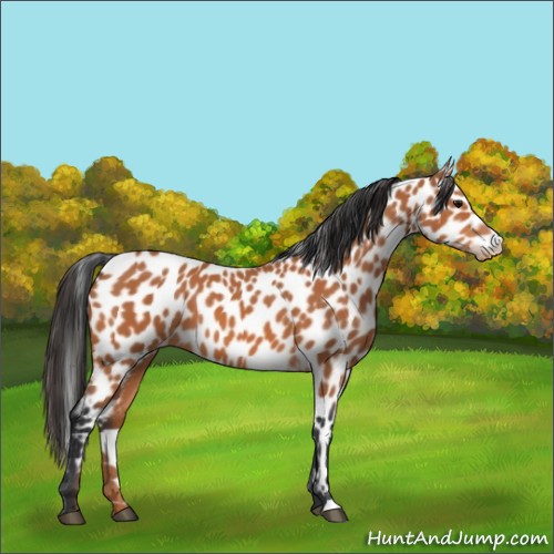Horse Color:Bay Leopard
