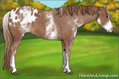 Horse Color:White Spotted Chestnut Sabino Appaloosa 