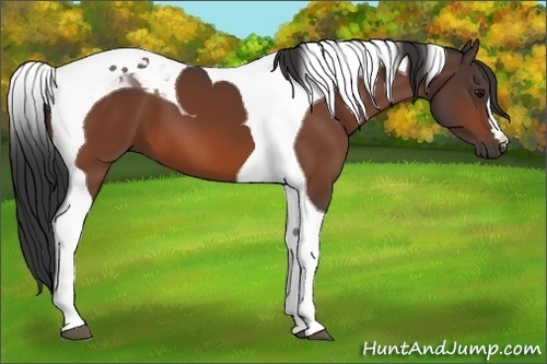 Horse Color:Bay Tobiano