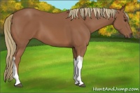 Horse Color:Chestnut Tobiano