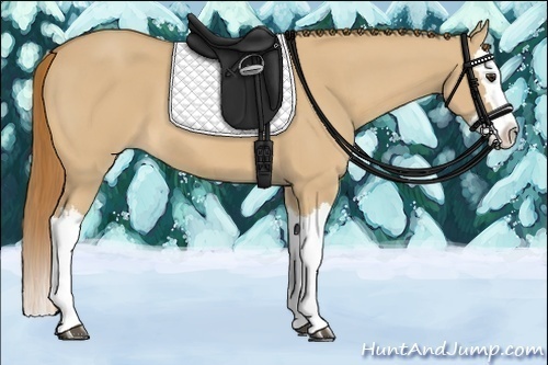Horse Color:Red Dun Splash