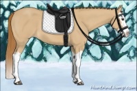 Horse Color:Red Dun Splash 