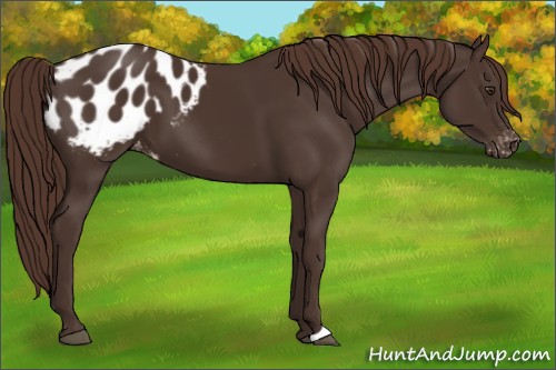 Horse Color:Liver Chestnut Appaloosa 
