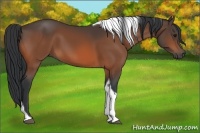Horse Color:Bay Tobiano 
