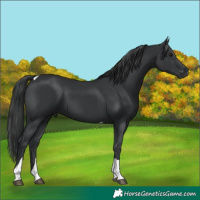 Horse Color:Black Tobiano 
