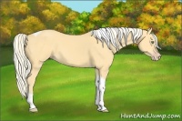Horse Color:Gold Cream Champagne Tobiano 