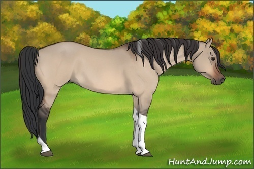 Horse Color:Bay Roan Dun Tobiano 