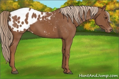 Horse Color:Chestnut Appaloosa 