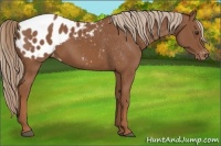 Horse Color:Chestnut Appaloosa 