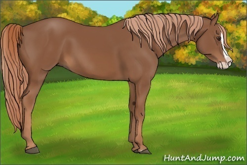 Horse Color:Chestnut Splash 