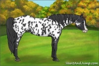 Horse Color:Black Splash Appaloosa 