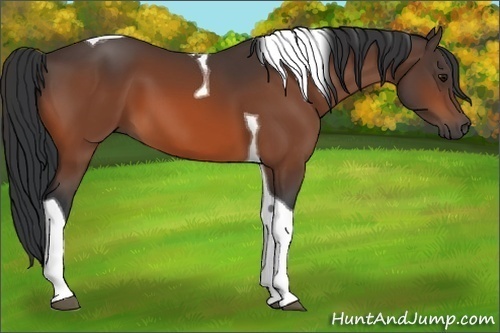 Horse Color:Bay Tobiano