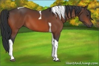 Horse Color:Bay Tobiano 