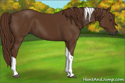 Horse Color:Gray Chestnut Tobiano