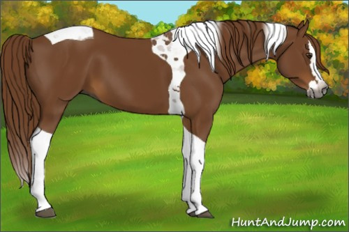 Horse Color:Gray Chestnut Splash Tobiano