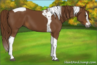 Horse Color:Gray Chestnut Splash Tobiano 