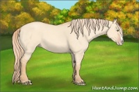 Horse Color:Gold Champagne Dun Splash Rabicano 