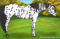 Horse Color:Black Near Leopard 