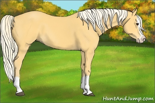 Horse Color:Palomino Splash
