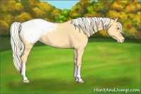 Horse Color:White Spotted Gold Cream Champagne Appaloosa 