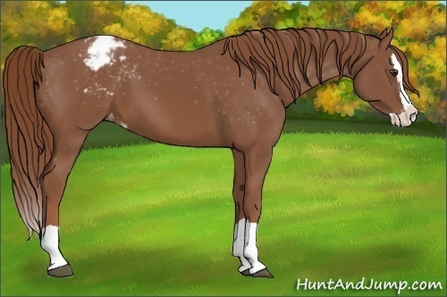 Horse Color:Chestnut Splash Varnish