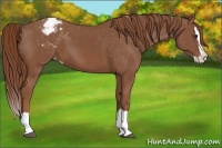 Horse Color:Chestnut Splash Varnish 