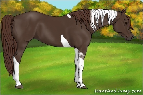 Horse Color:Liver Chestnut Tobiano 