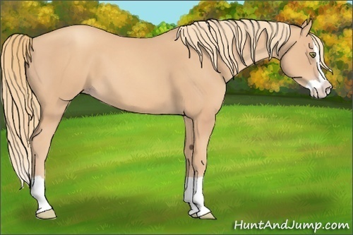 Horse Color:Gold Champagne Splash