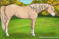 Horse Color:Gold Champagne Splash 