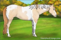 Horse Color:Buckskin Pearl Sabino Tobiano Varnish