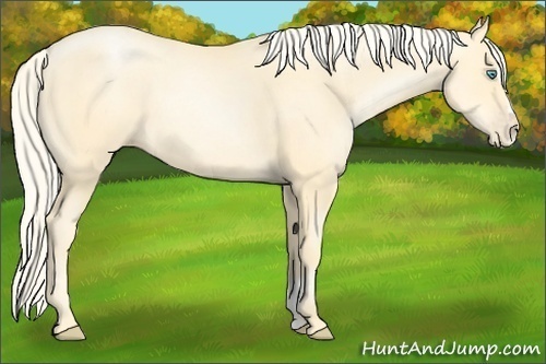 Horse Color:Palomino Pearl Sabino 