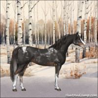 Horse Color:Liver Chestnut Splash Tobiano